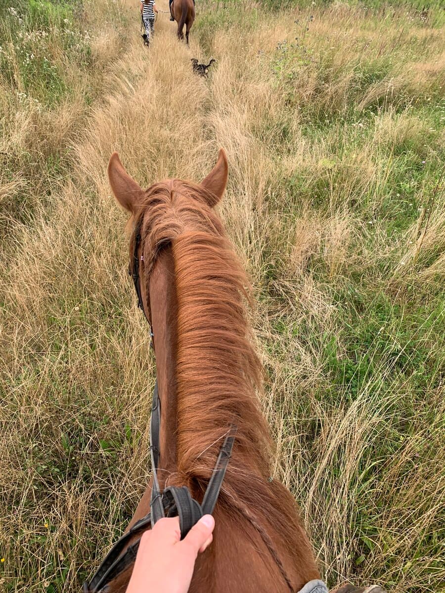 Walking through a field on horseback, the view from the saddle