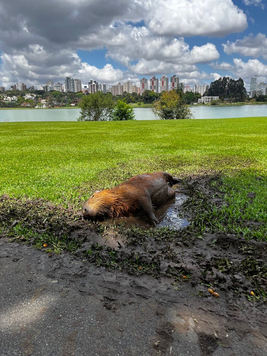 In Curitiba